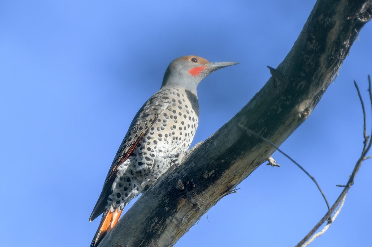 Northern Flicker - ML643548621