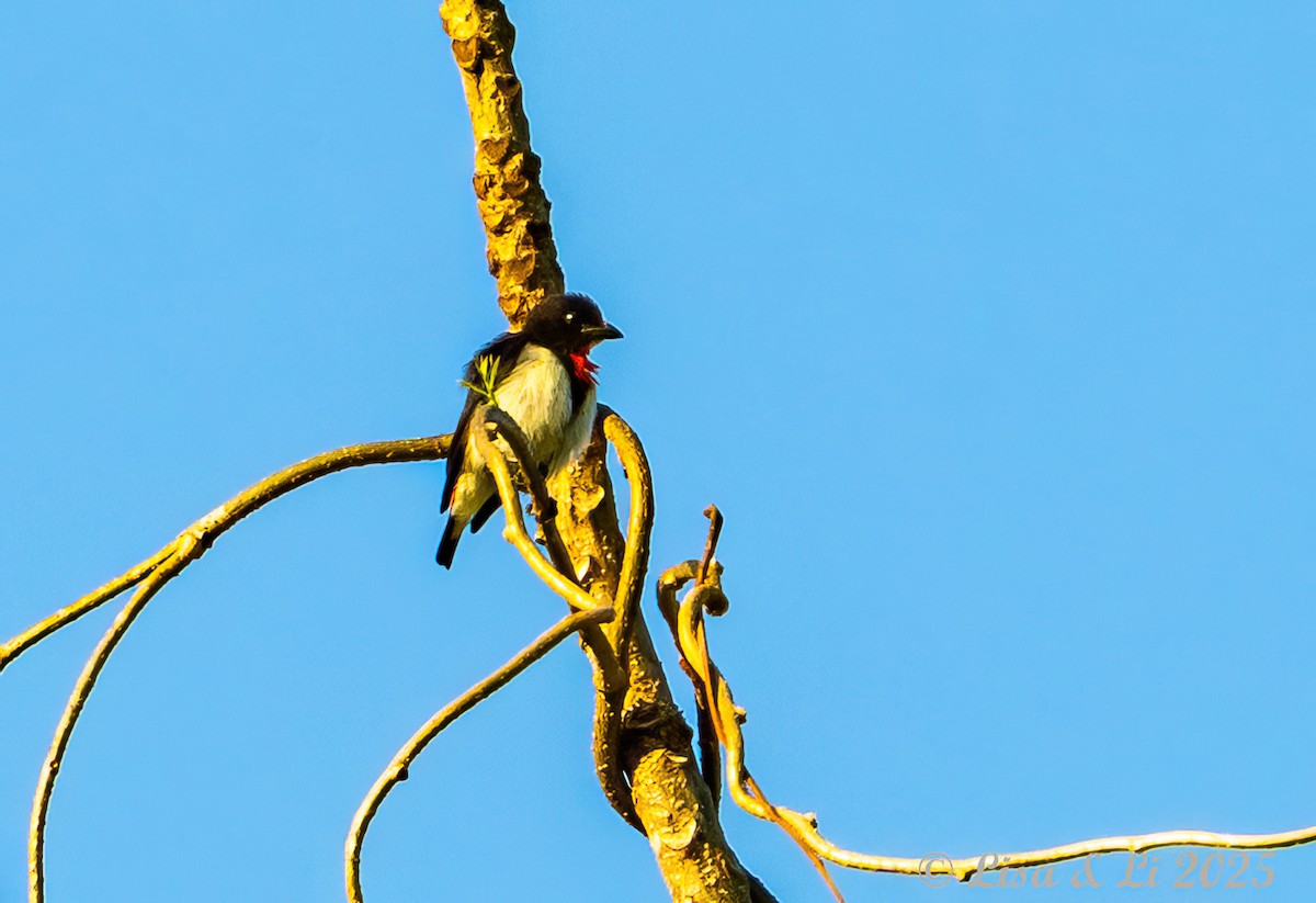 Red-chested Flowerpecker - ML643548627