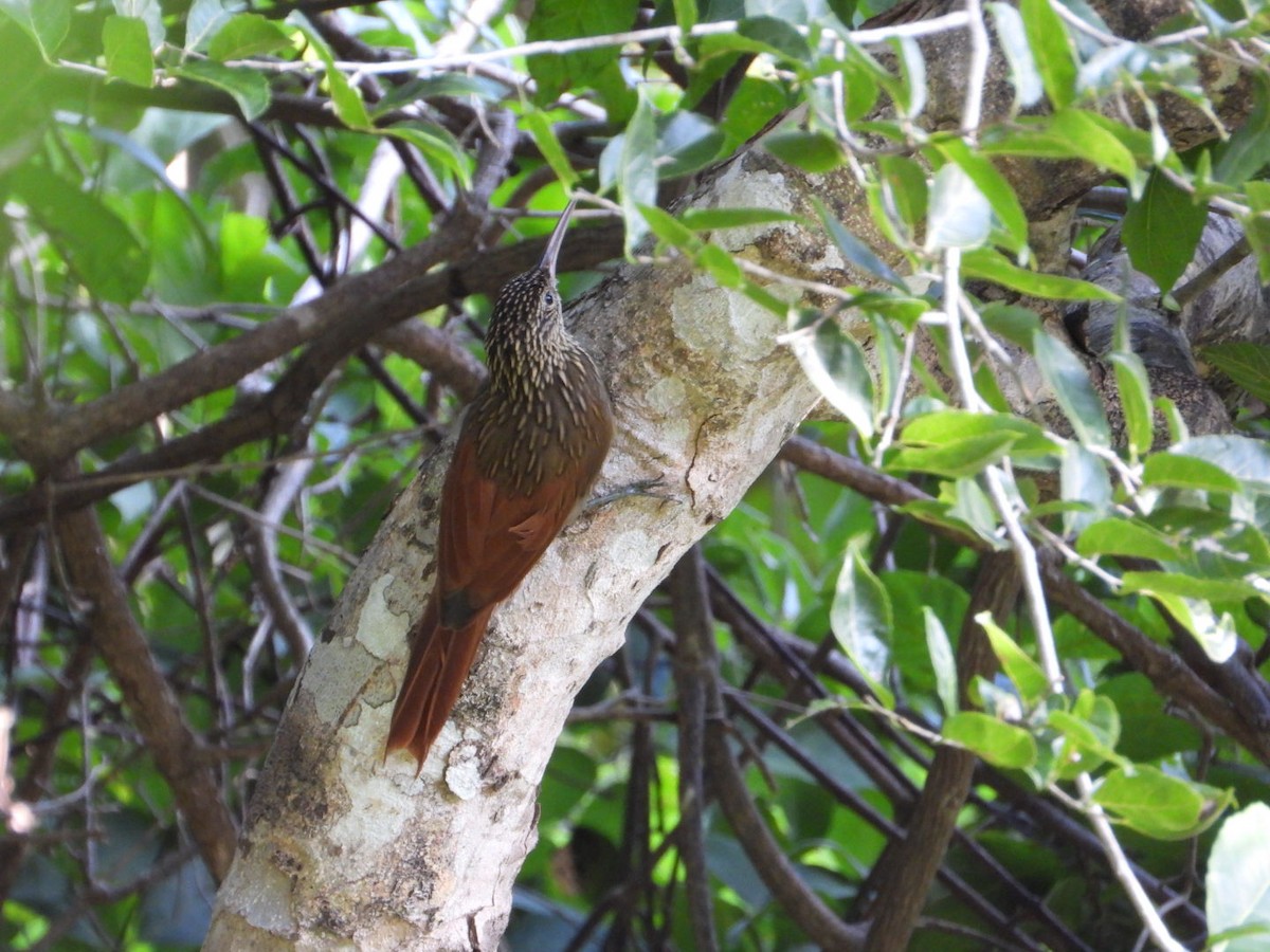 シロハシオニキバシリ - ML643548633