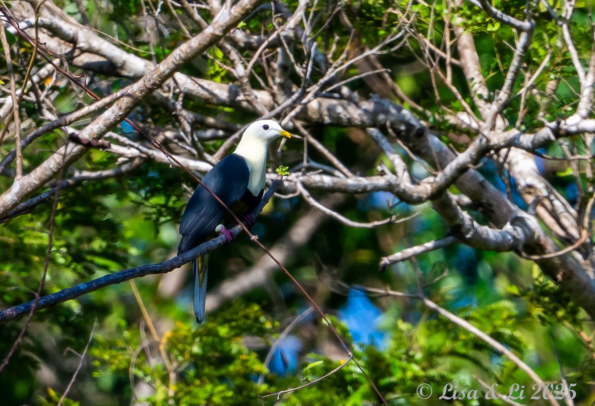 Black-backed Fruit-Dove - ML643548678