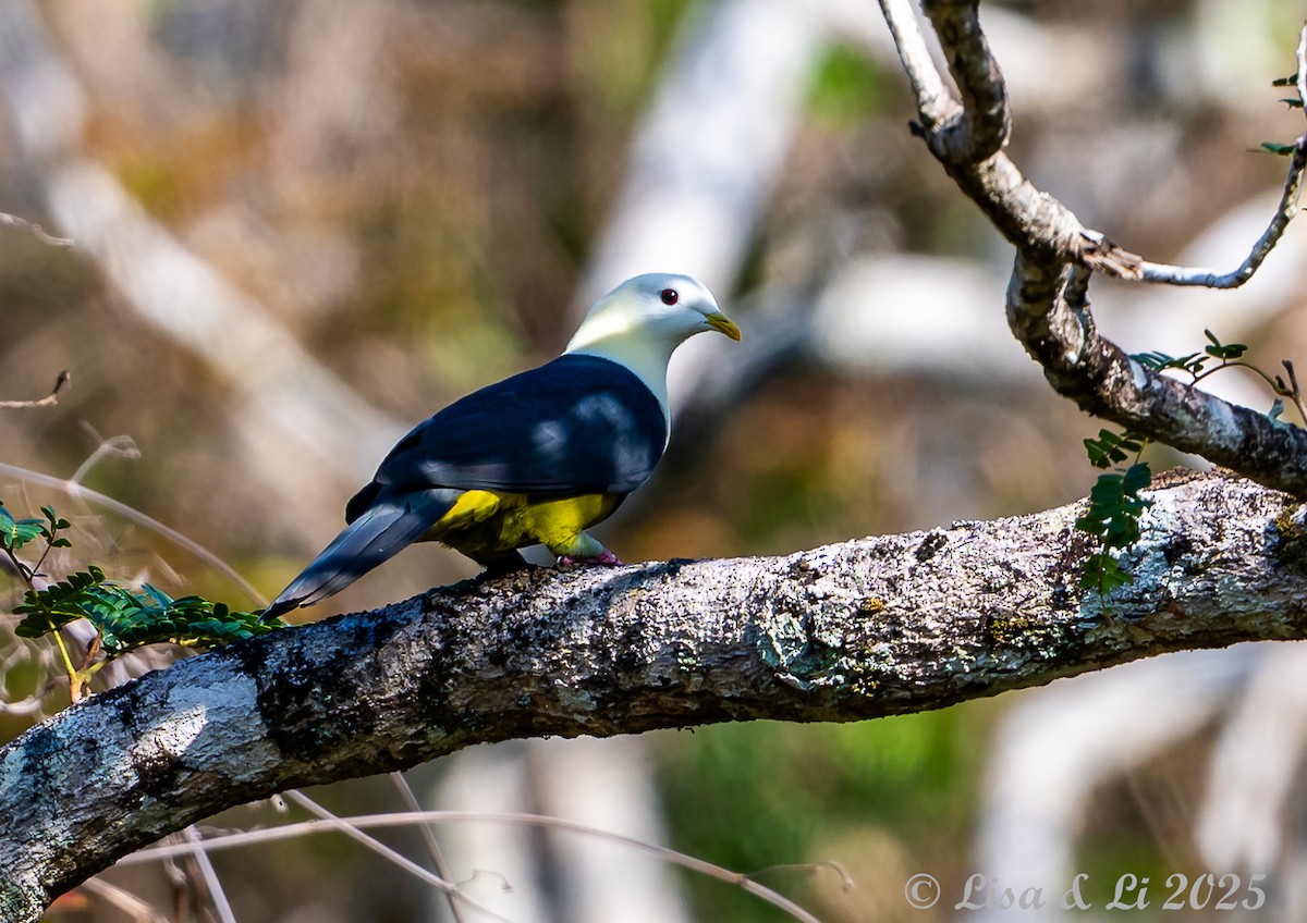 Black-backed Fruit-Dove - ML643548679
