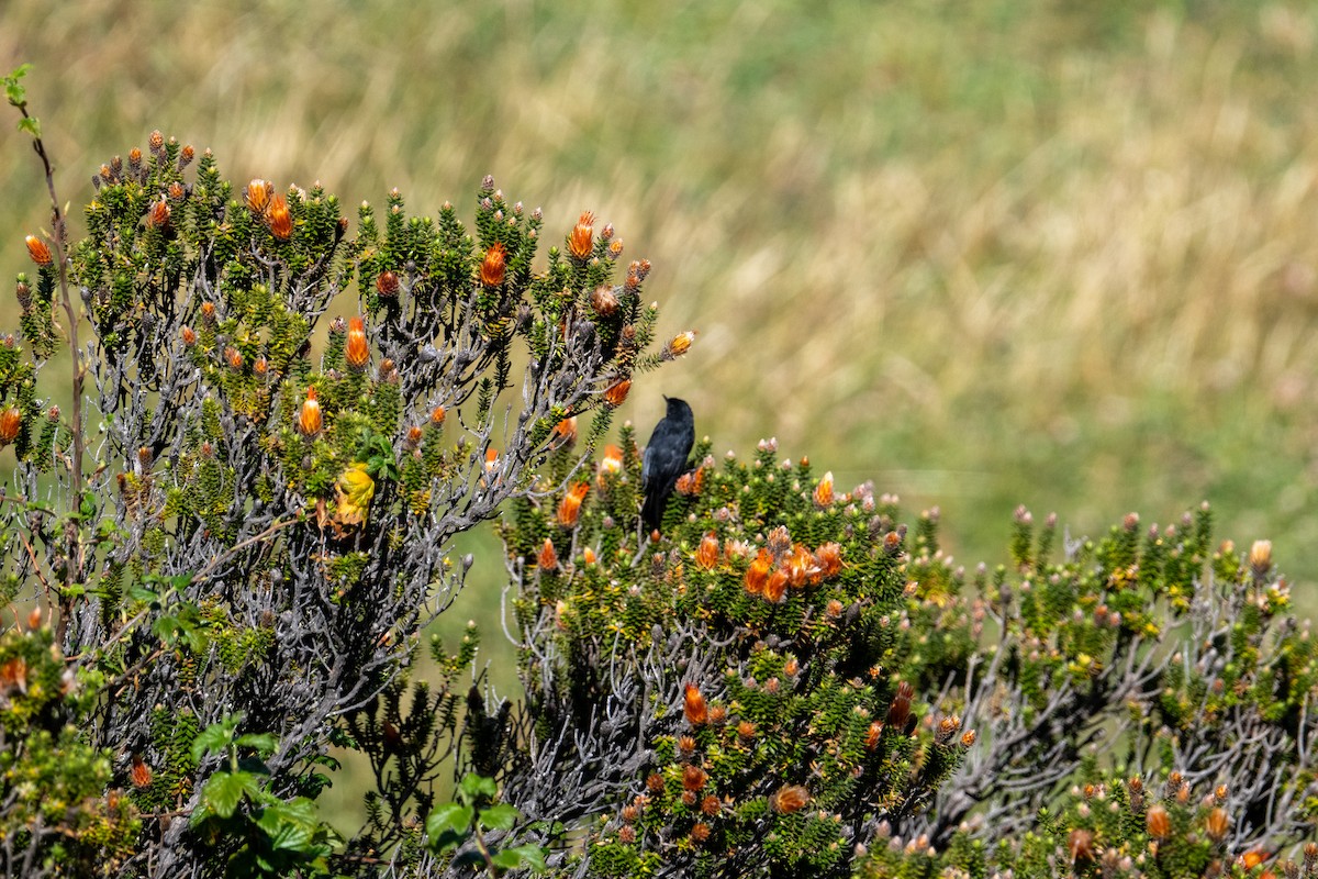 svartblomsterborer - ML643548701