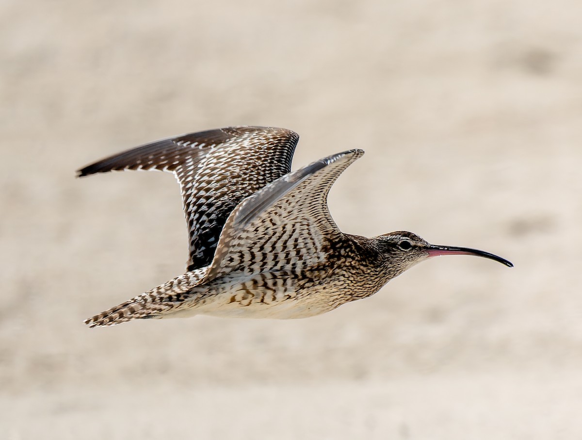 småspove (phaeopus gr.) - ML643548704