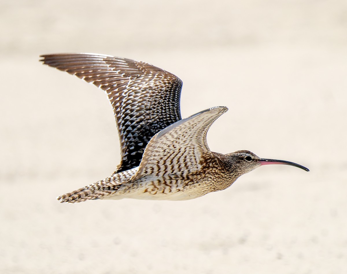 småspove (phaeopus gr.) - ML643548705