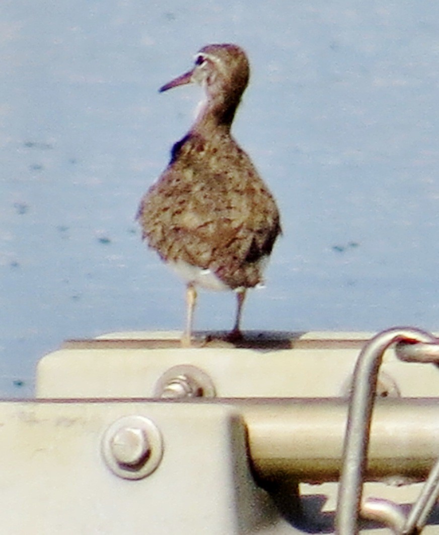 Spotted Sandpiper - ML643548727