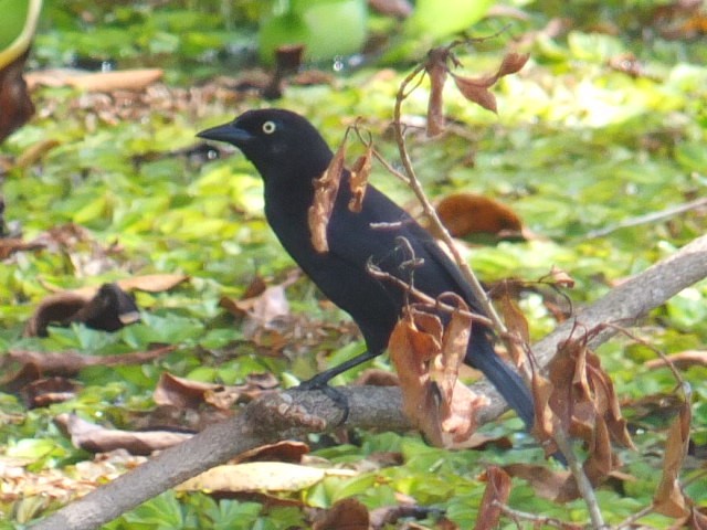Carib Grackle - ML643548742