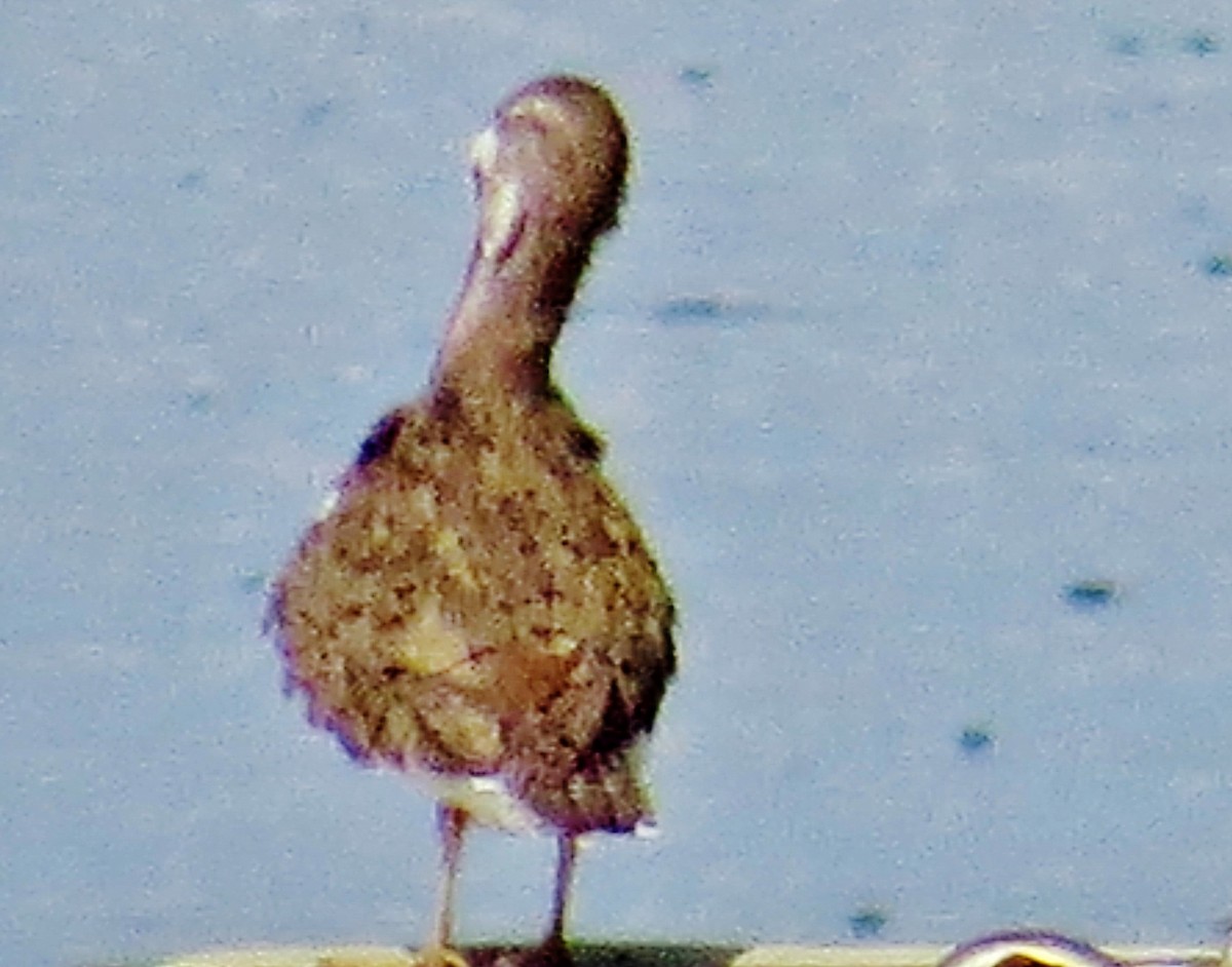 Spotted Sandpiper - ML643548743
