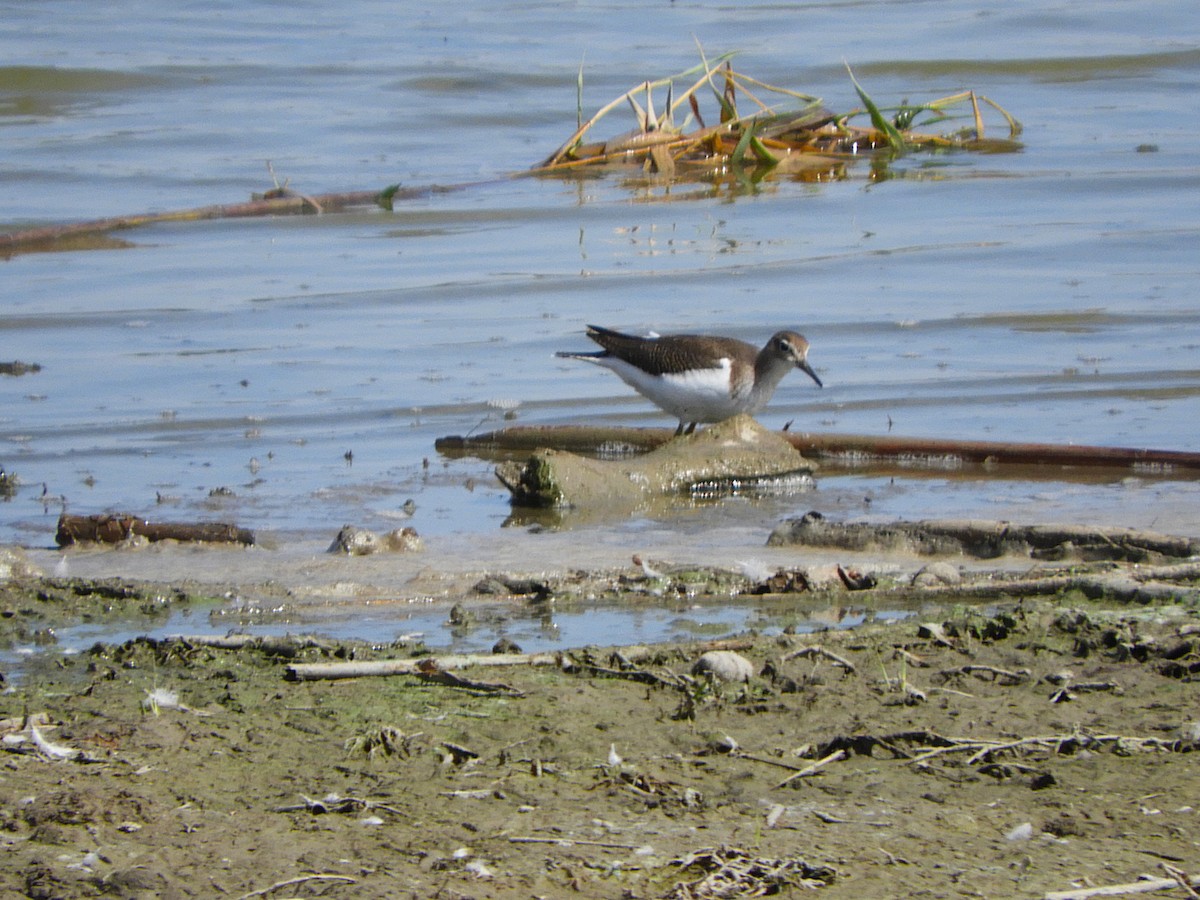 pisík obecný - ML643548749