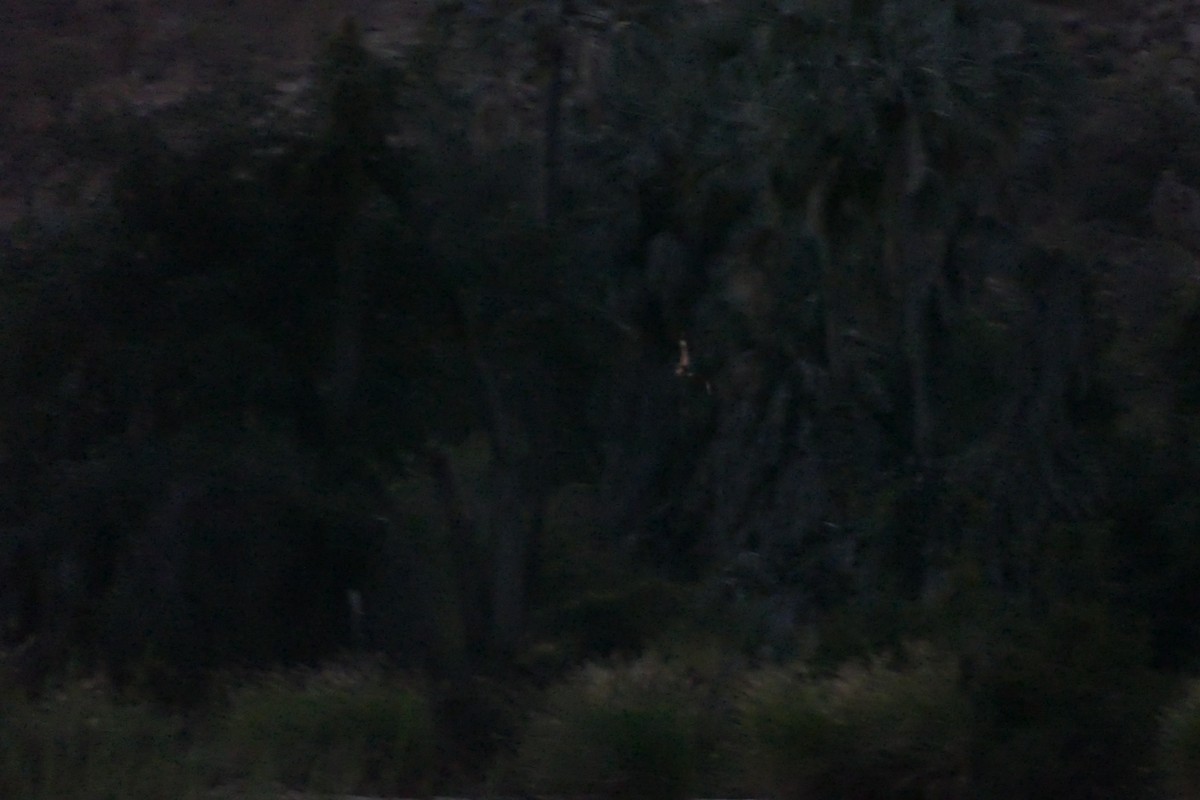 Freckled Nightjar - ML643548752