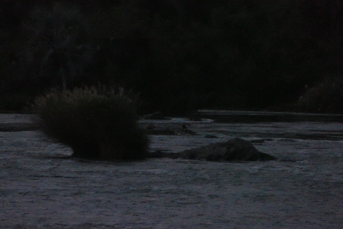 Freckled Nightjar - ML643548753