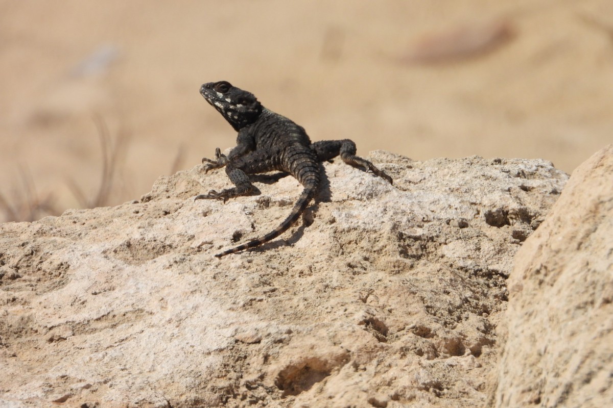 Animals - ML643548754