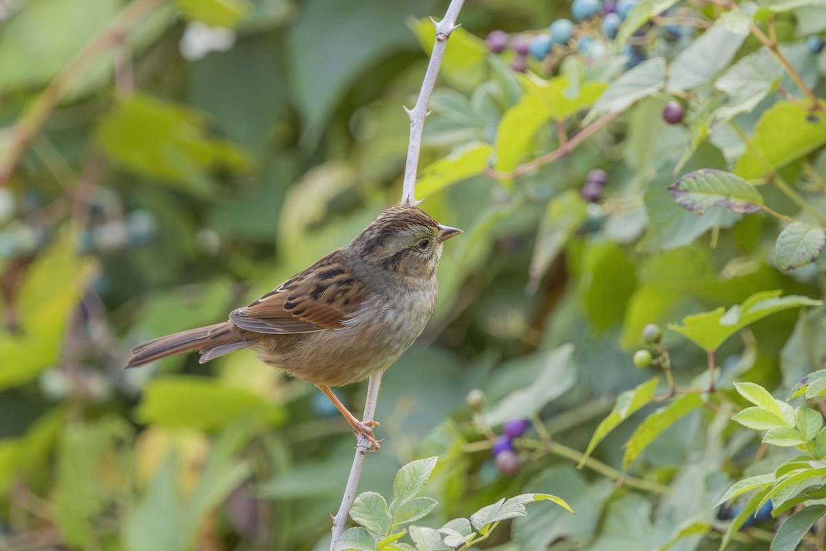 Swamp Sparrow - ML643548766