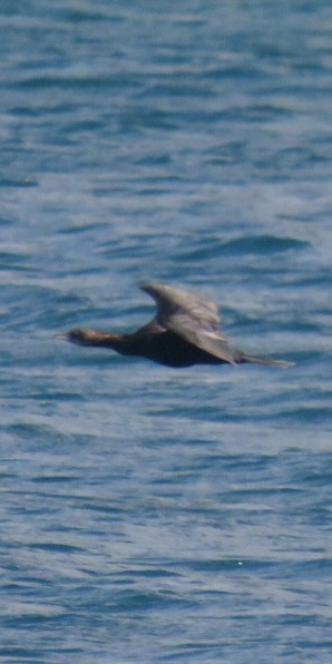 Pygmy Cormorant - ML643548773