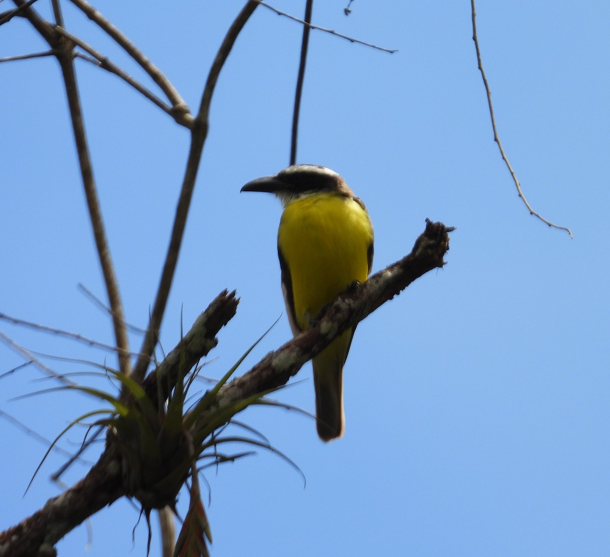 Boat-billed Flycatcher - ML643548779