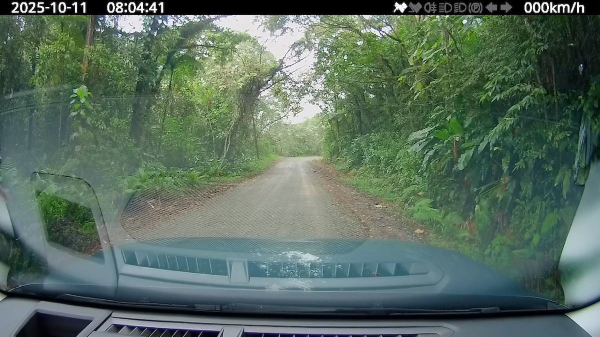 Solitary Tinamou - ML643548781