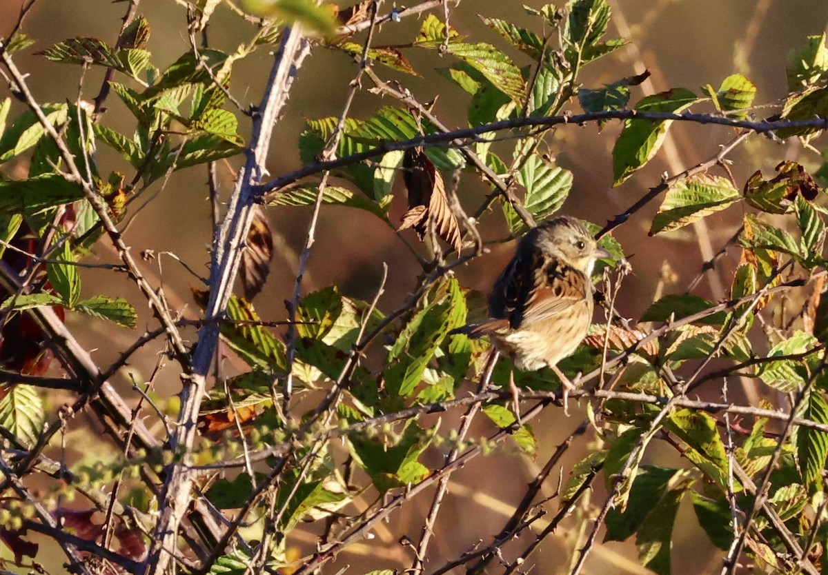 Swamp Sparrow - ML643548790
