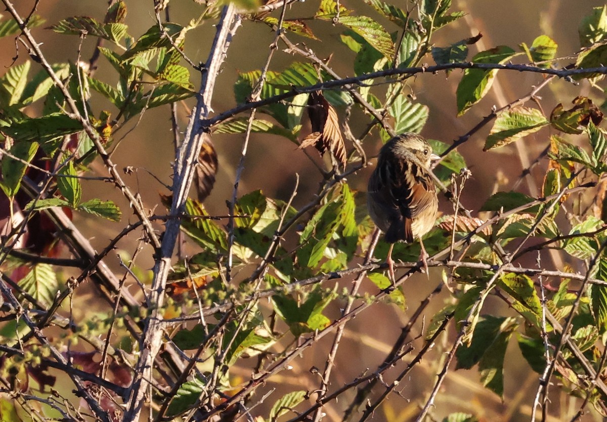 Swamp Sparrow - ML643548791