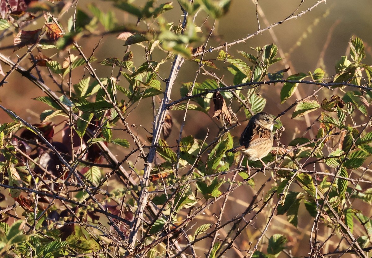 Swamp Sparrow - ML643548792