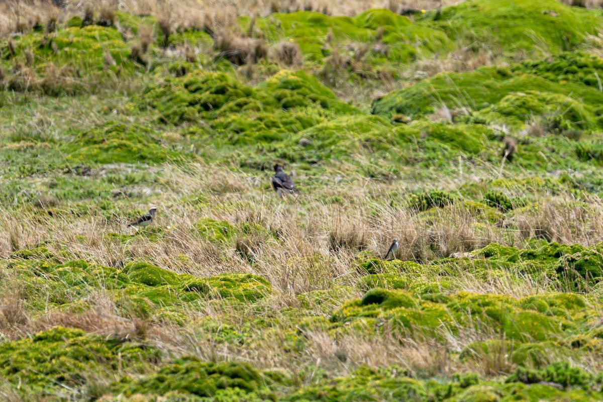 Dormilon à grands sourcils - ML643548798