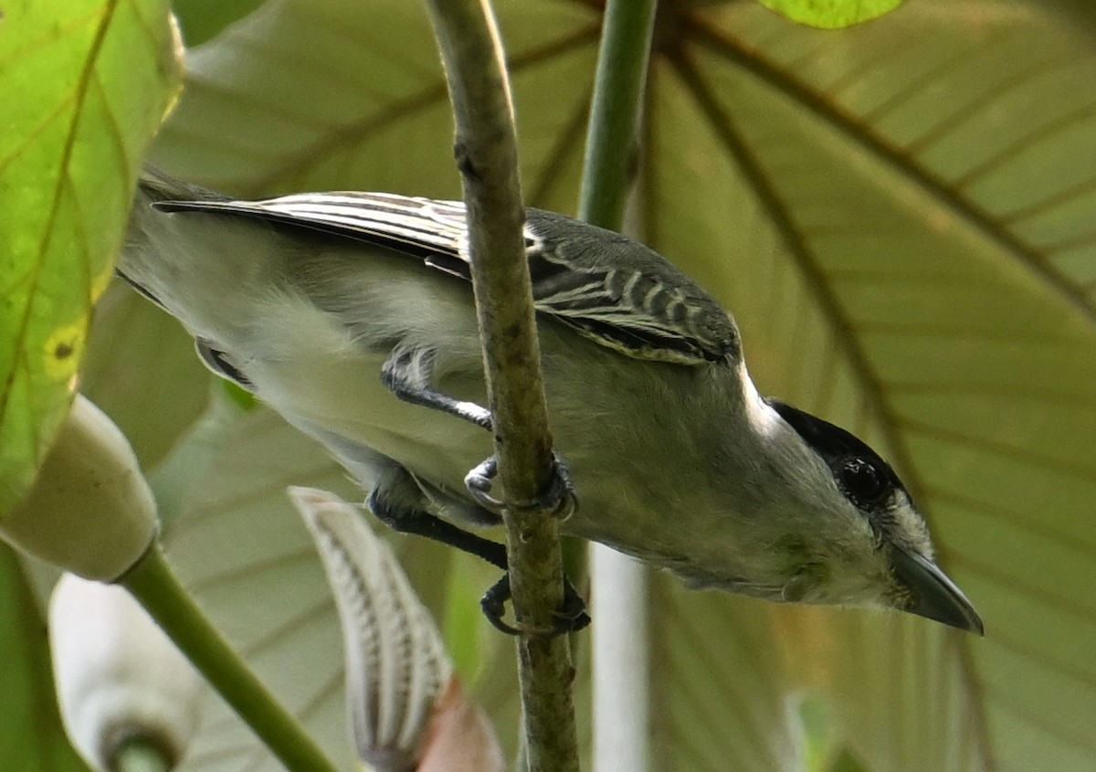 Cinereous Becard - ML643548808