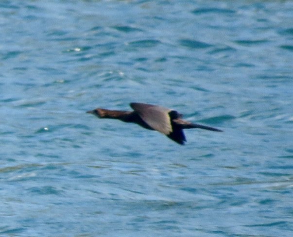 Pygmy Cormorant - ML643548821