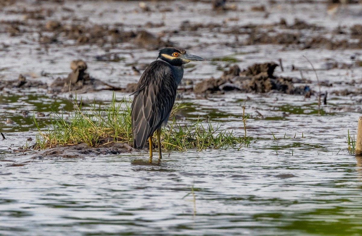 Krabbenreiher - ML643548822