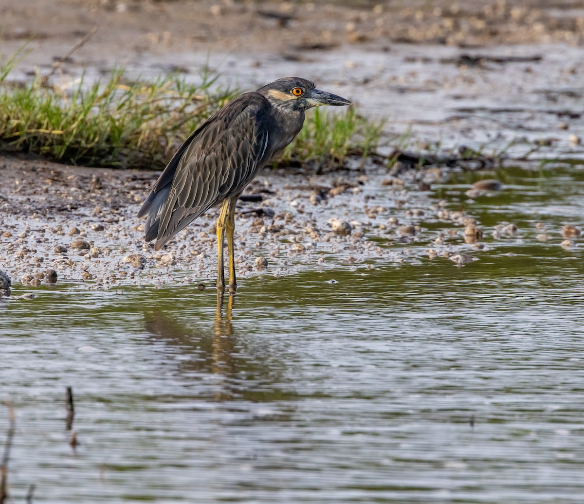 Krabbenreiher - ML643548823