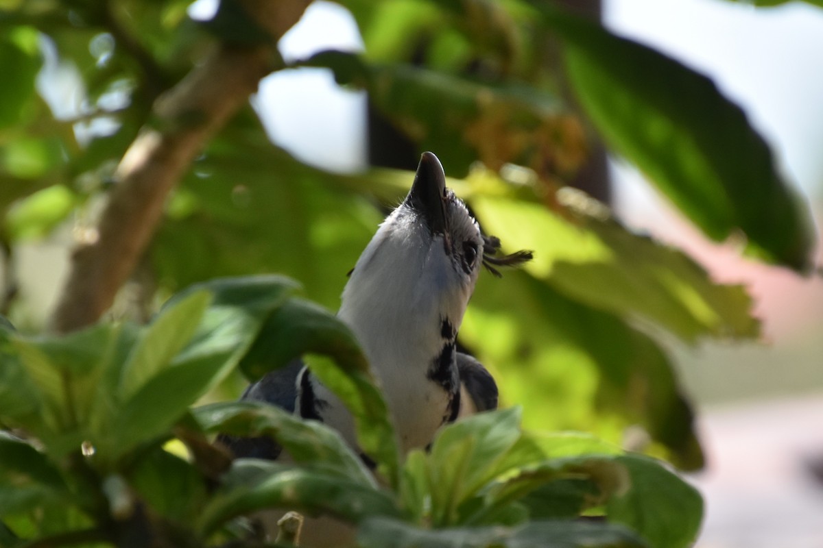 White-throated Magpie-Jay - ML643548846