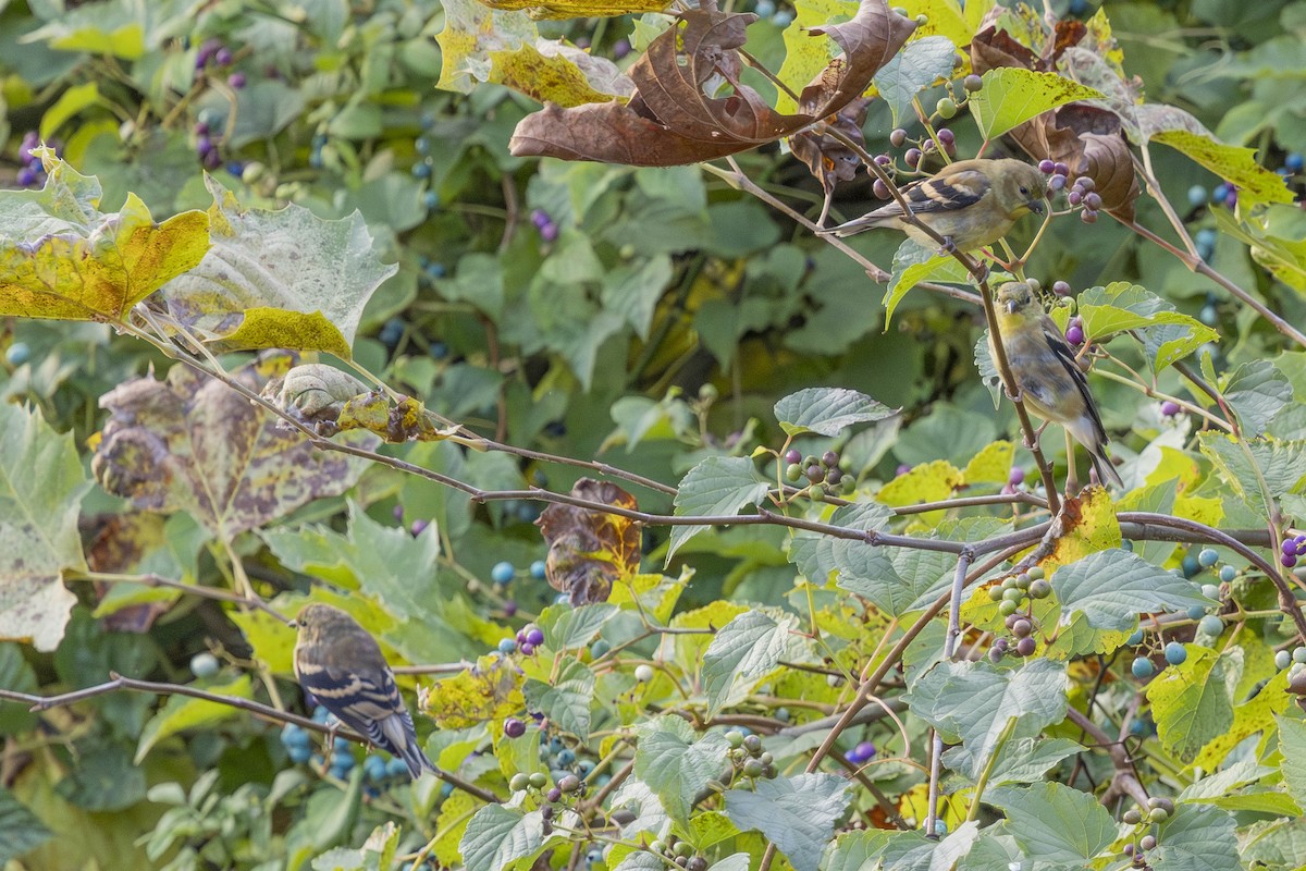 American Goldfinch - ML643548848
