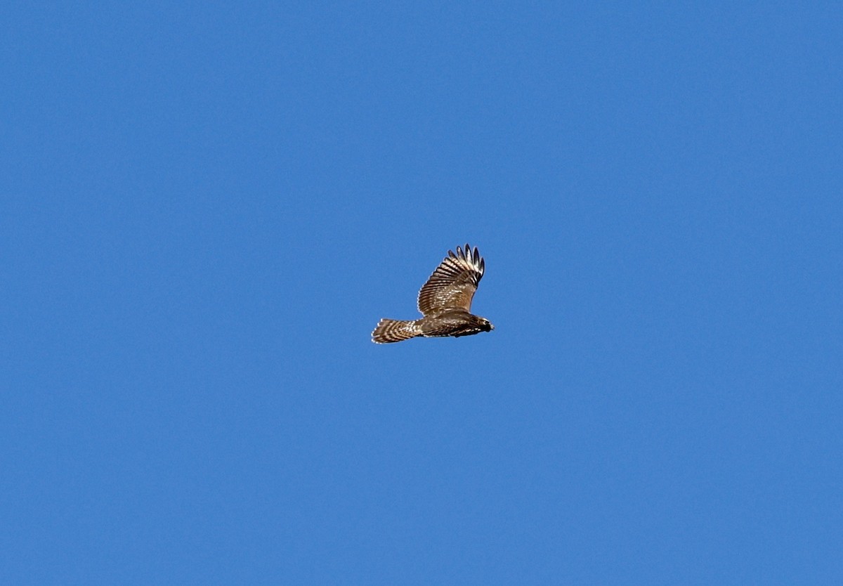 Red-shouldered Hawk - ML643548854