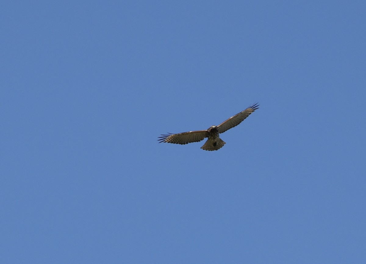 Red-shouldered Hawk - ML643548855