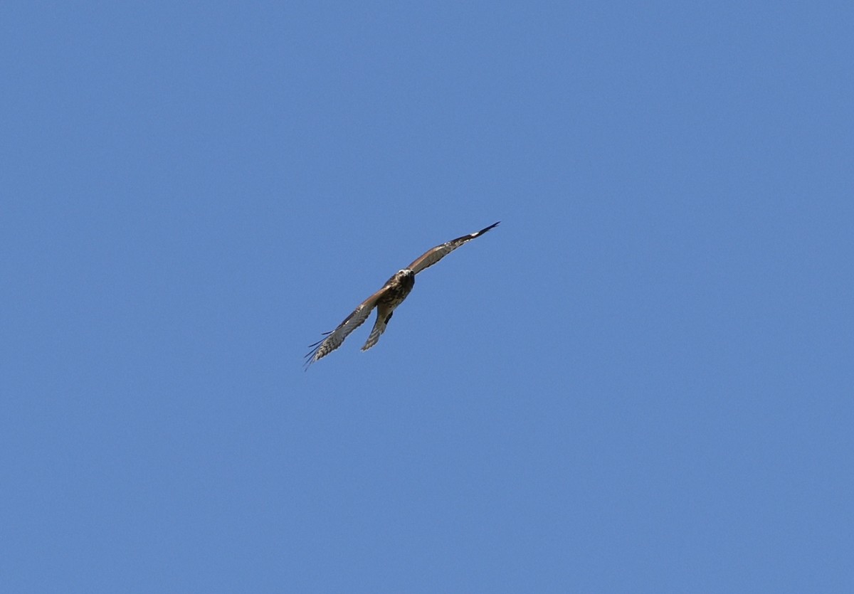 Red-shouldered Hawk - ML643548856