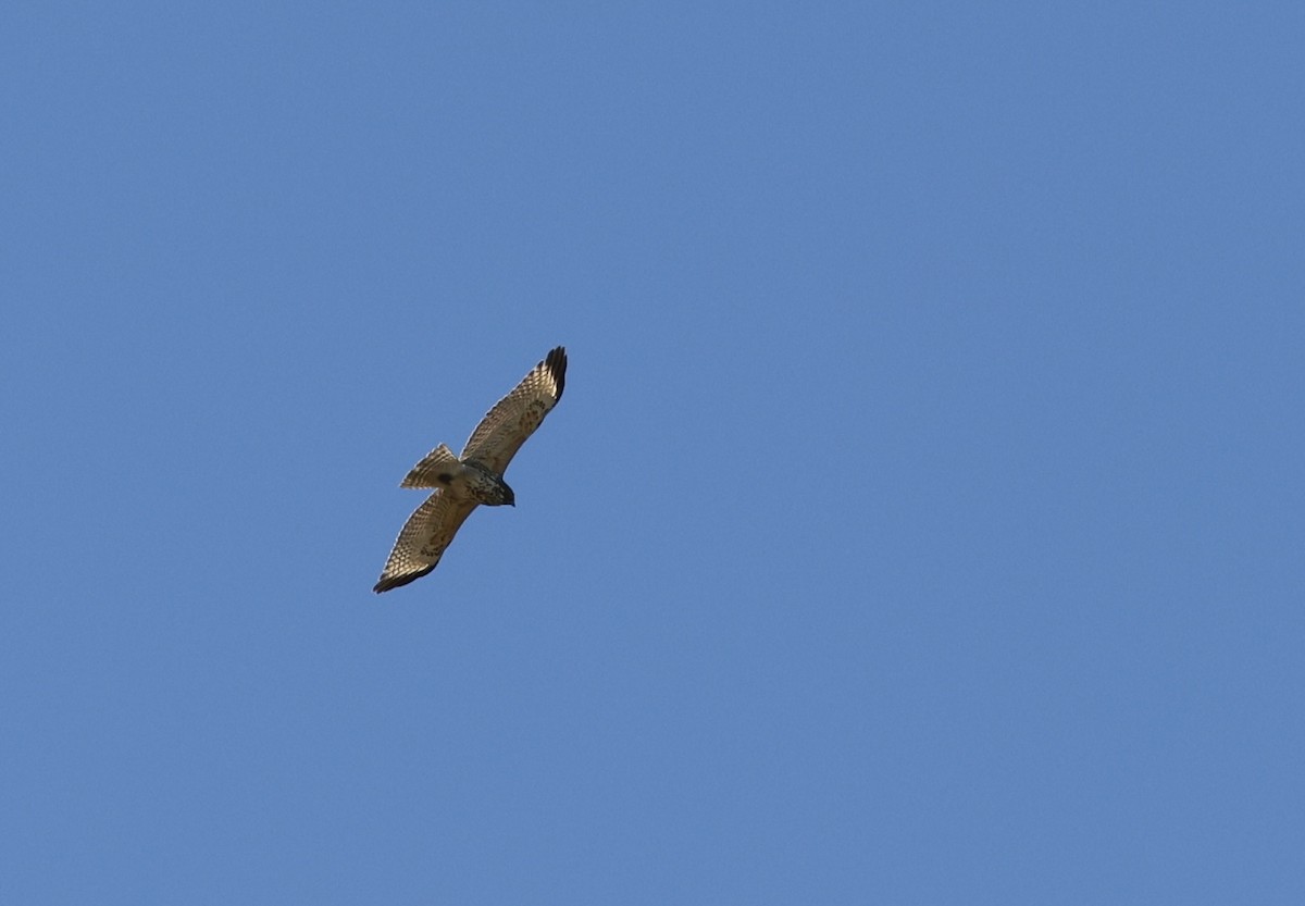 Red-shouldered Hawk - ML643548857