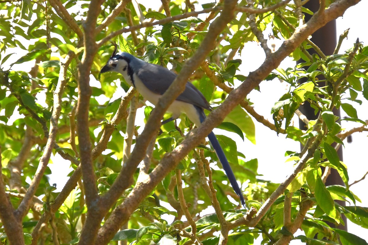White-throated Magpie-Jay - ML643548863