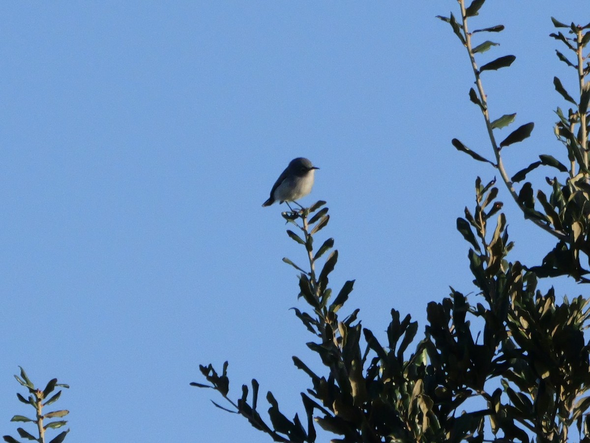 Blue-gray Gnatcatcher (Eastern) - ML643548867