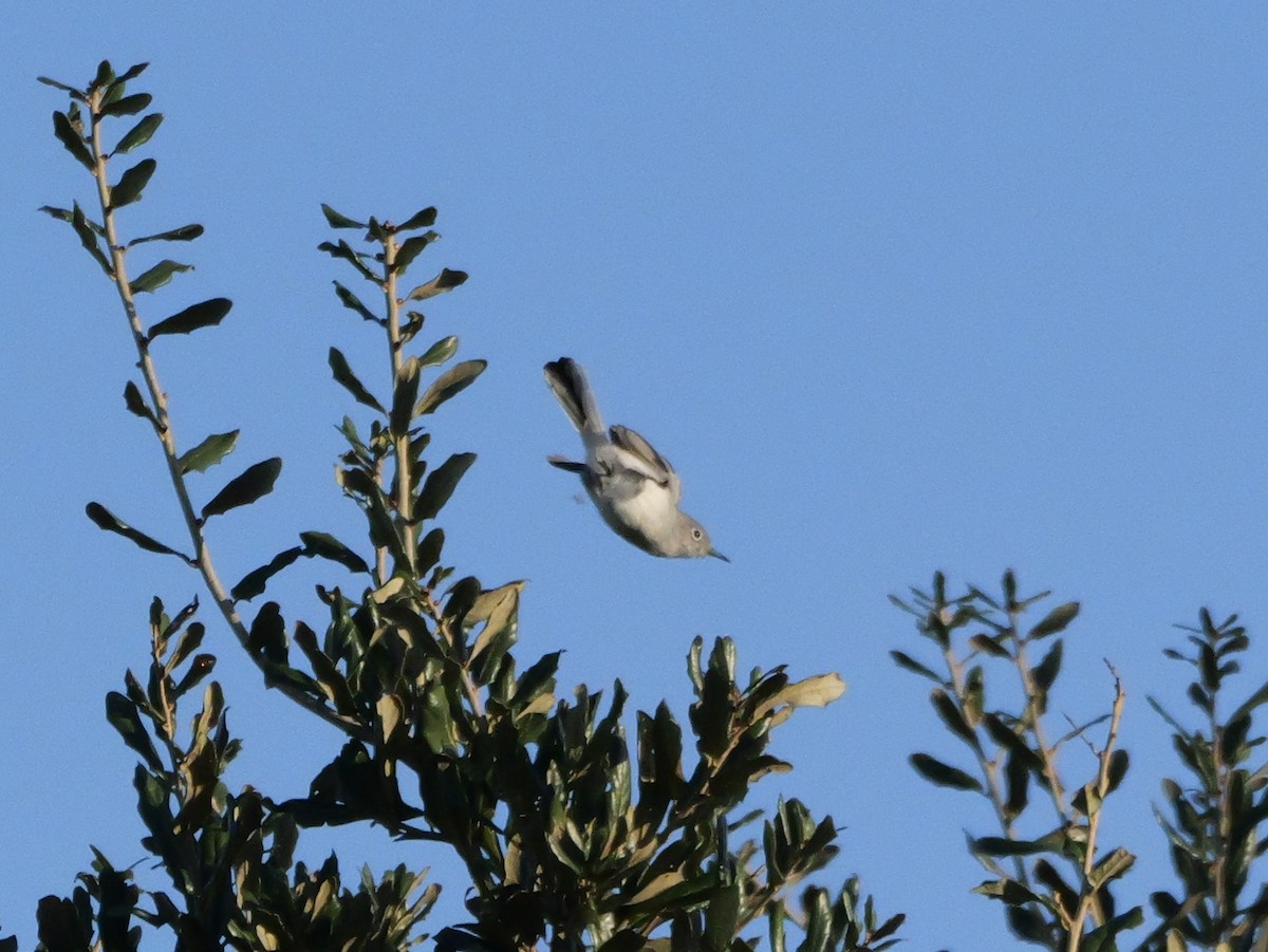 Blue-gray Gnatcatcher (Eastern) - ML643548868