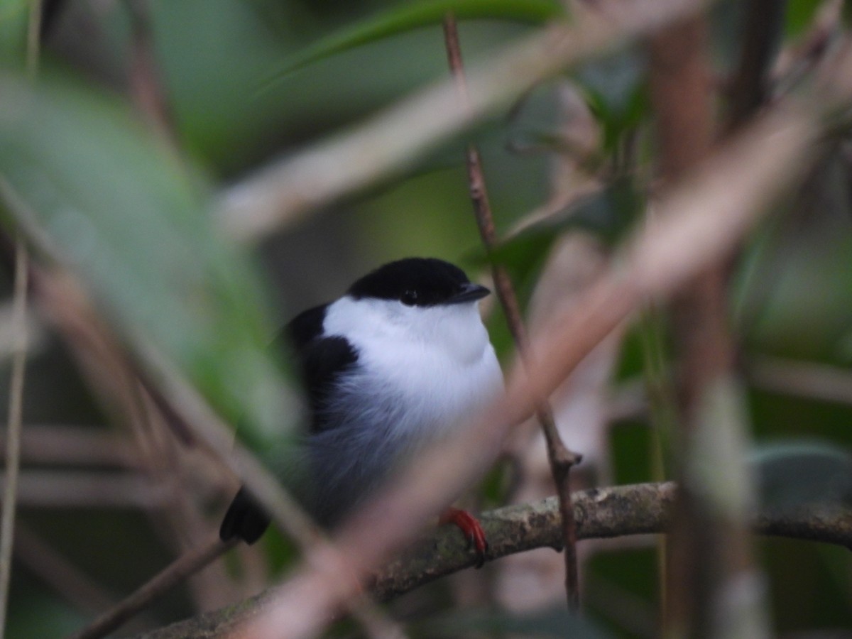 White-bearded Manakin - ML643548869