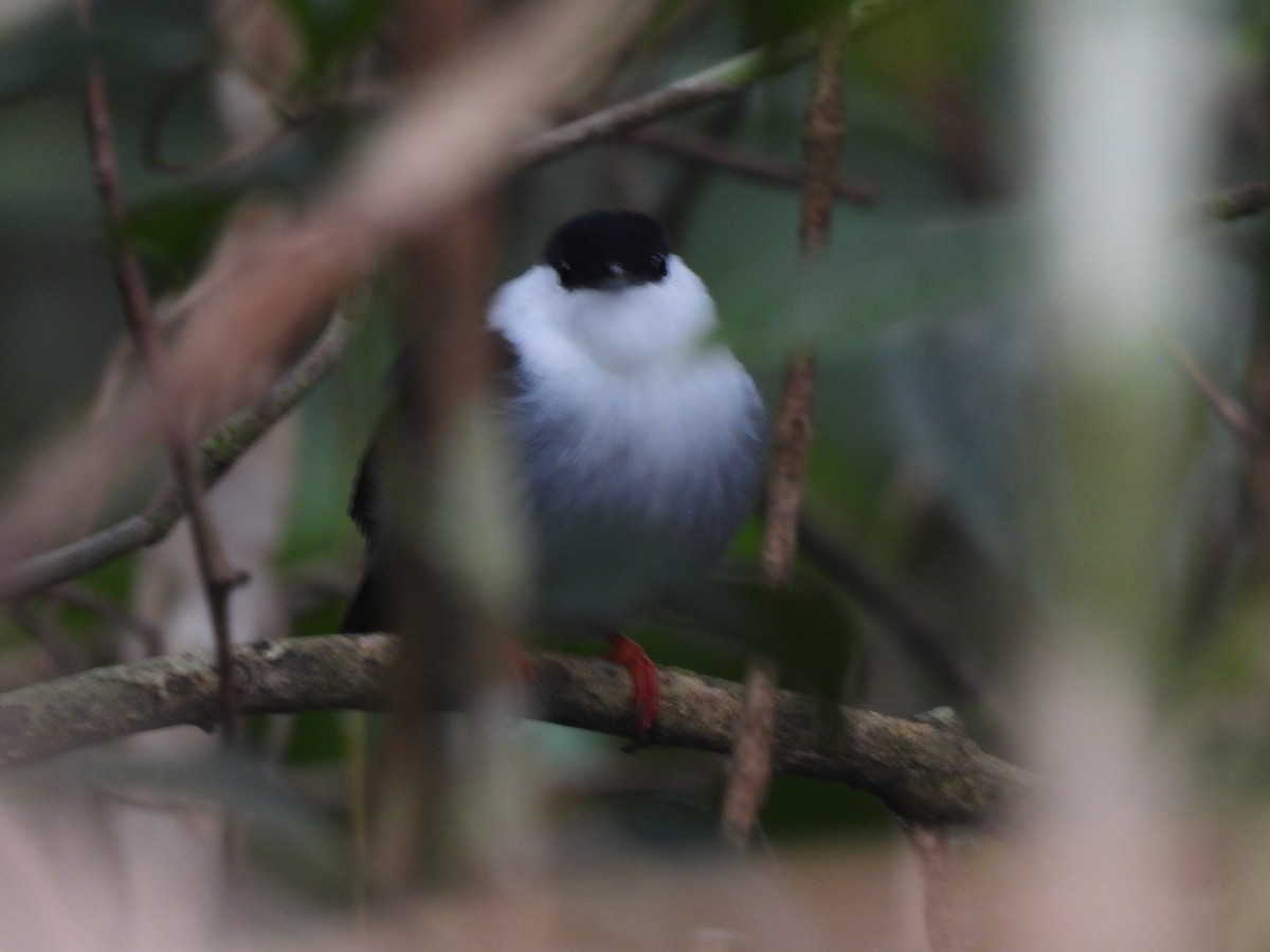 White-bearded Manakin - ML643548870