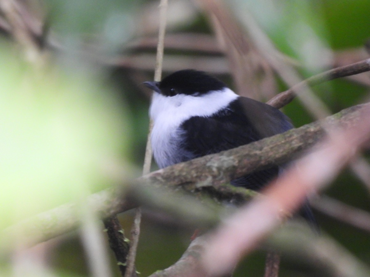 White-bearded Manakin - ML643548872