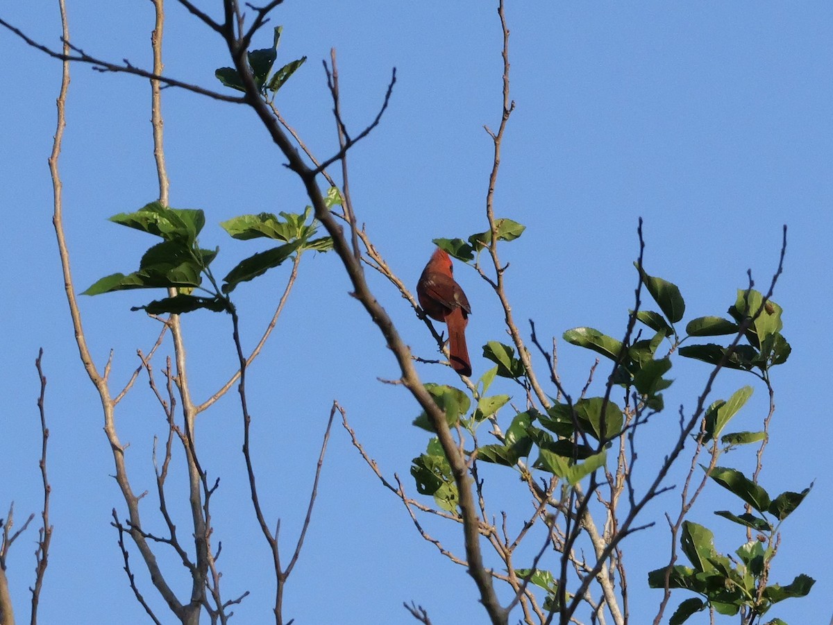 Красный кардинал [группа cardinalis] - ML643548875
