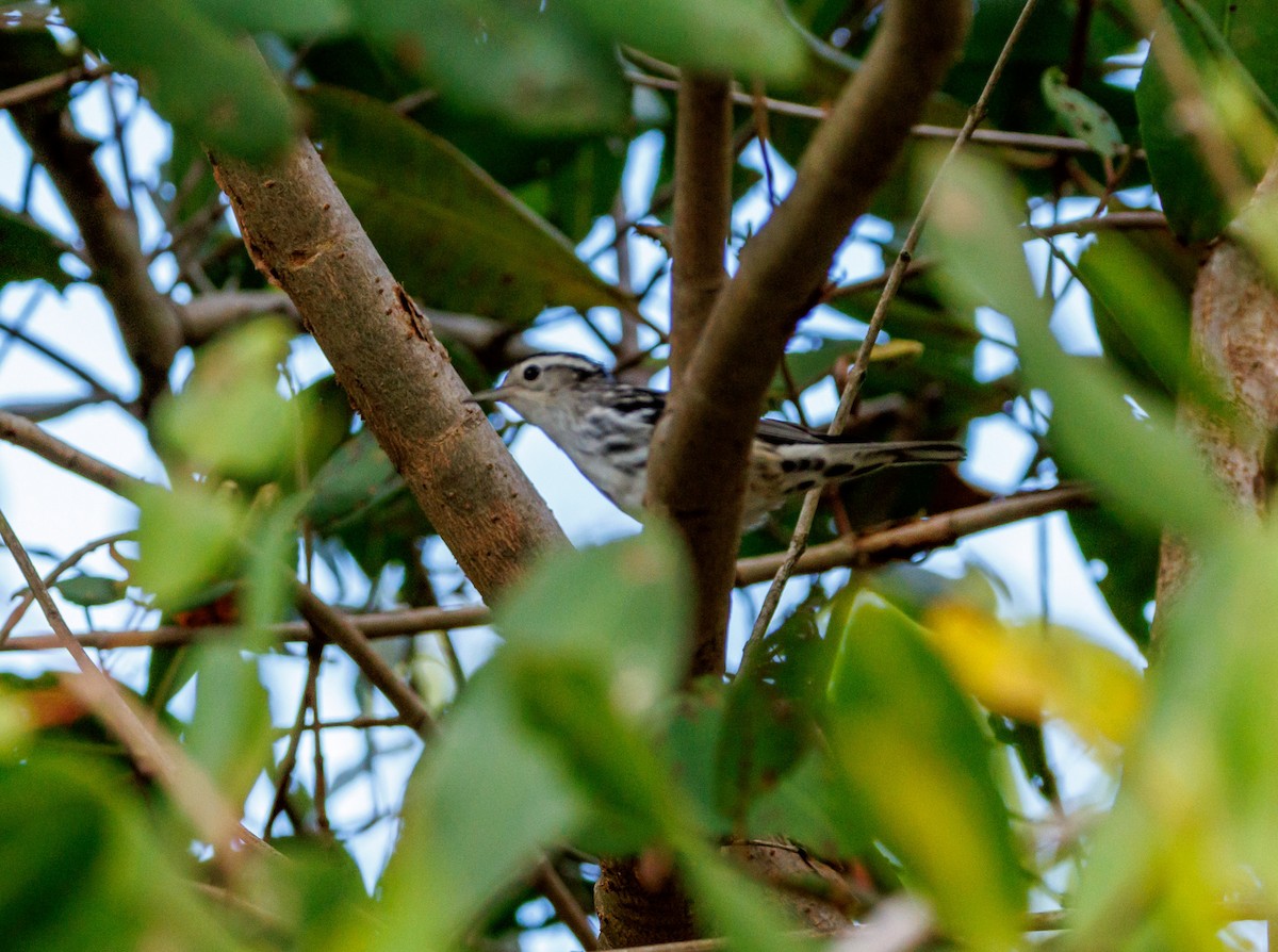 Black-and-white Warbler - ML643548887