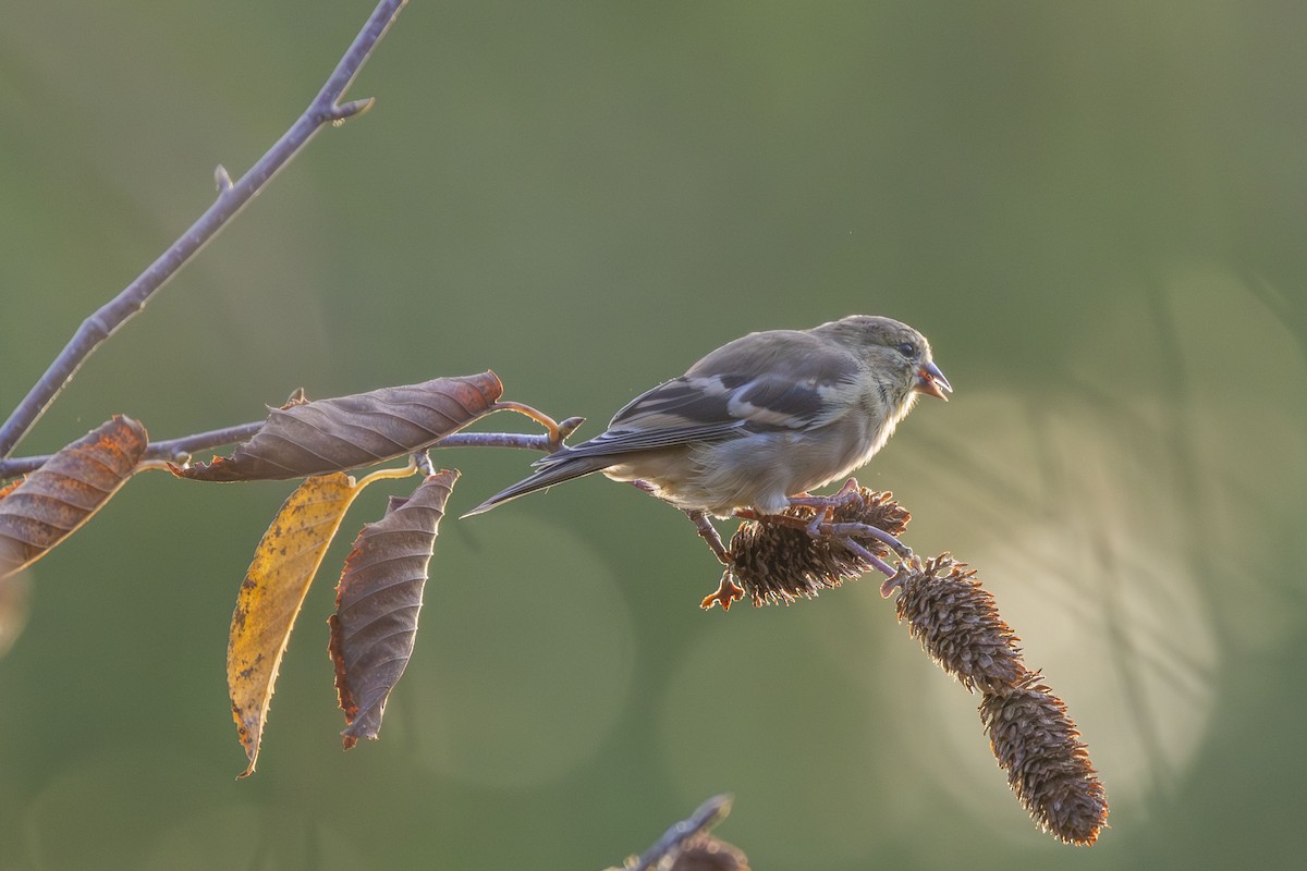 American Goldfinch - ML643548890