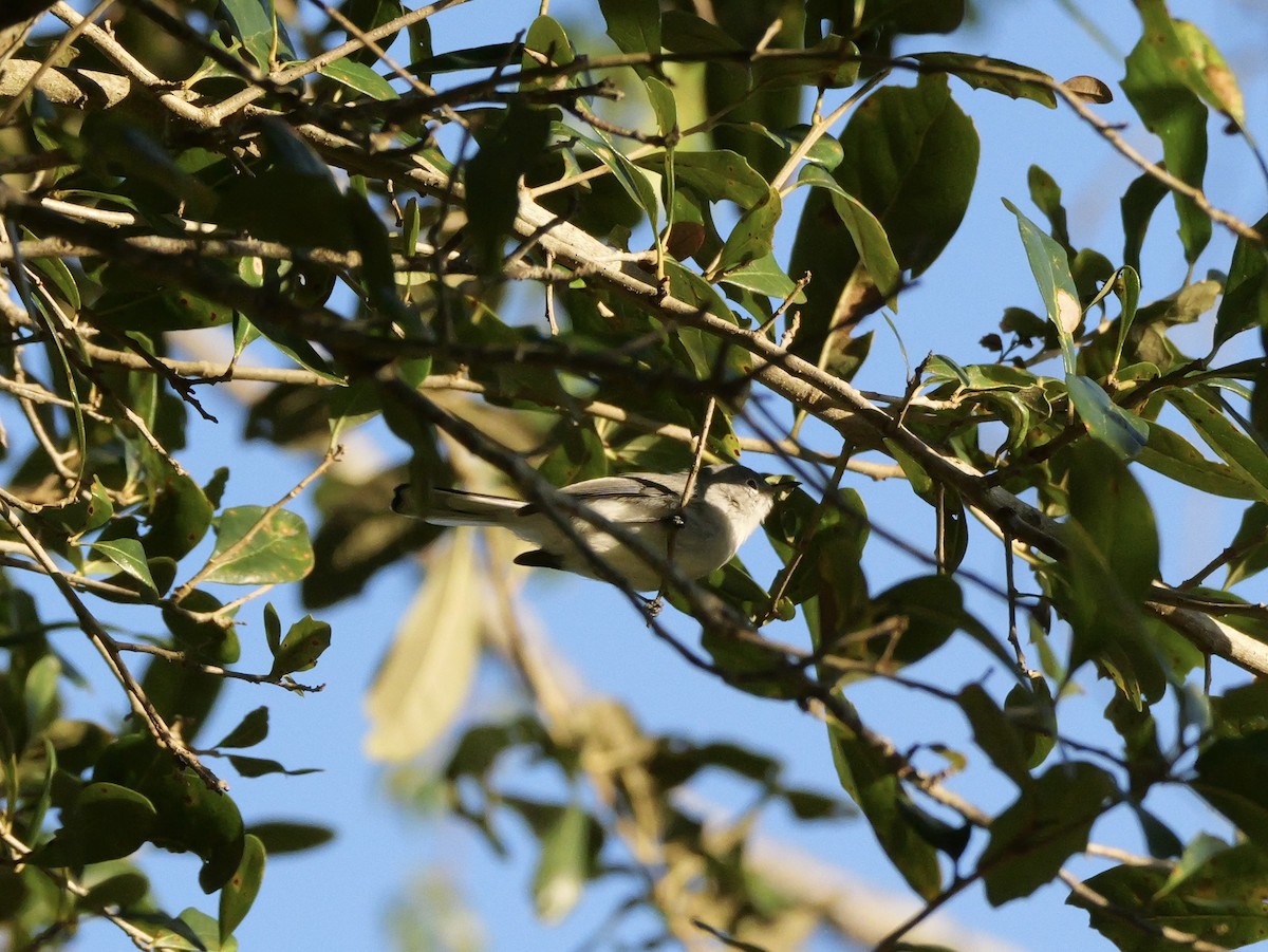 Blue-gray Gnatcatcher (Eastern) - ML643548891
