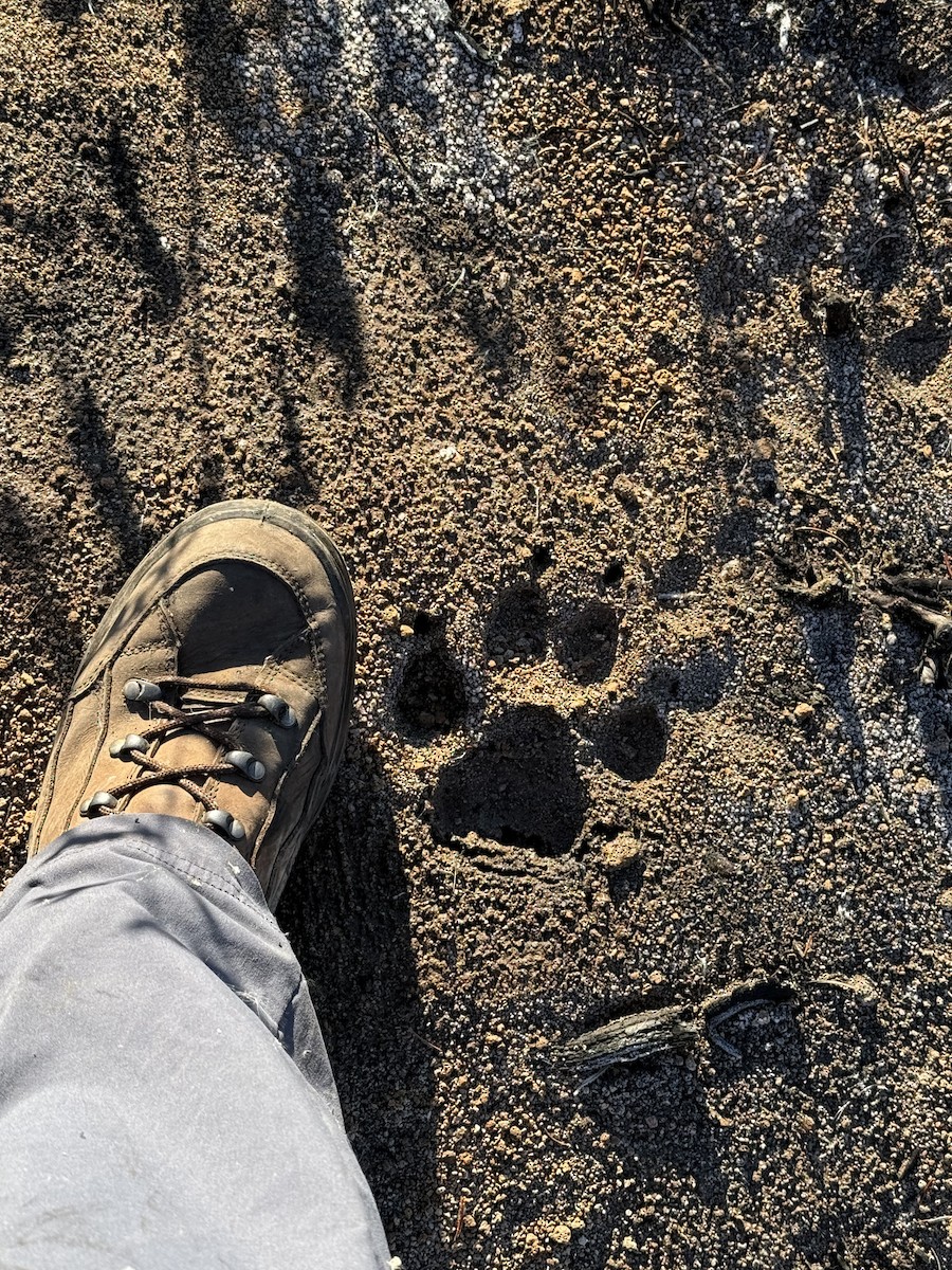 Animals - ML643548892