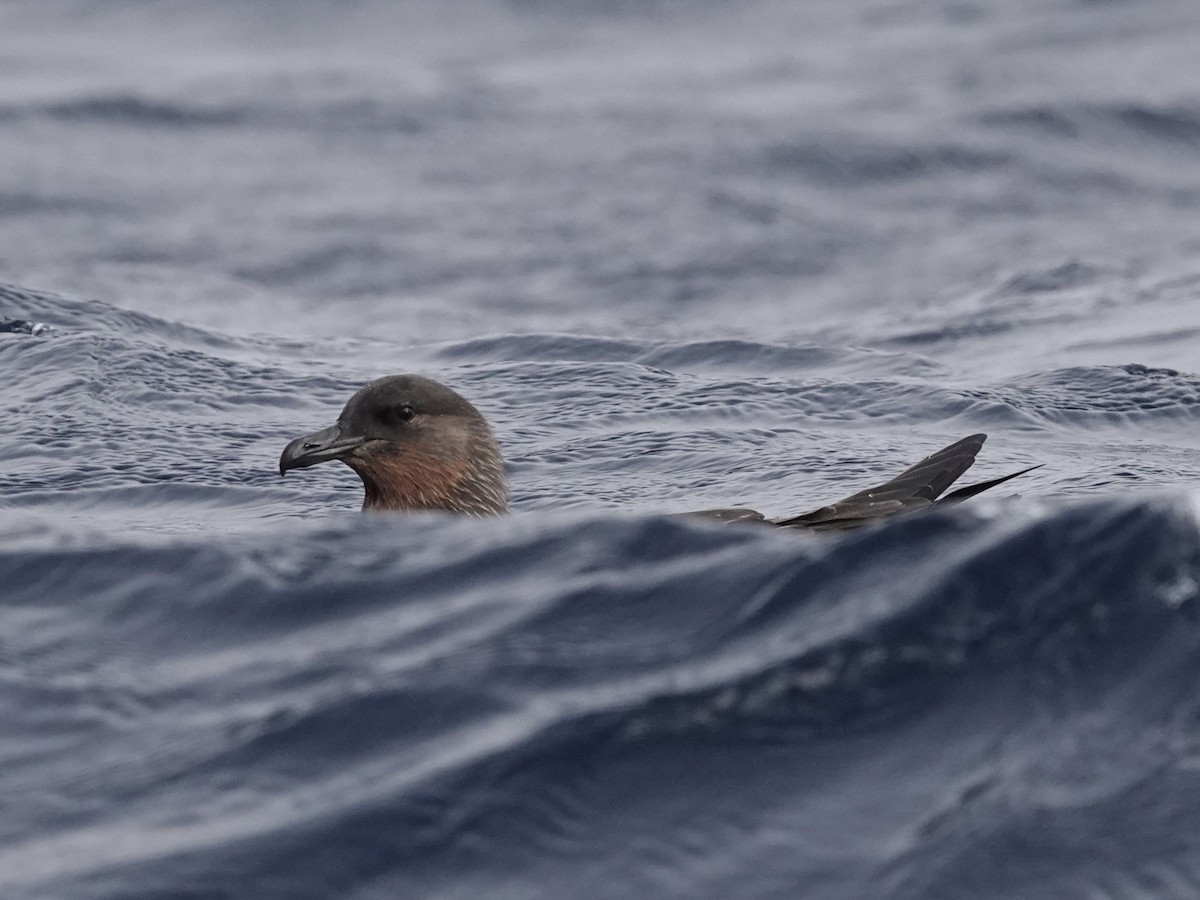 Chilean Skua - ML643548902