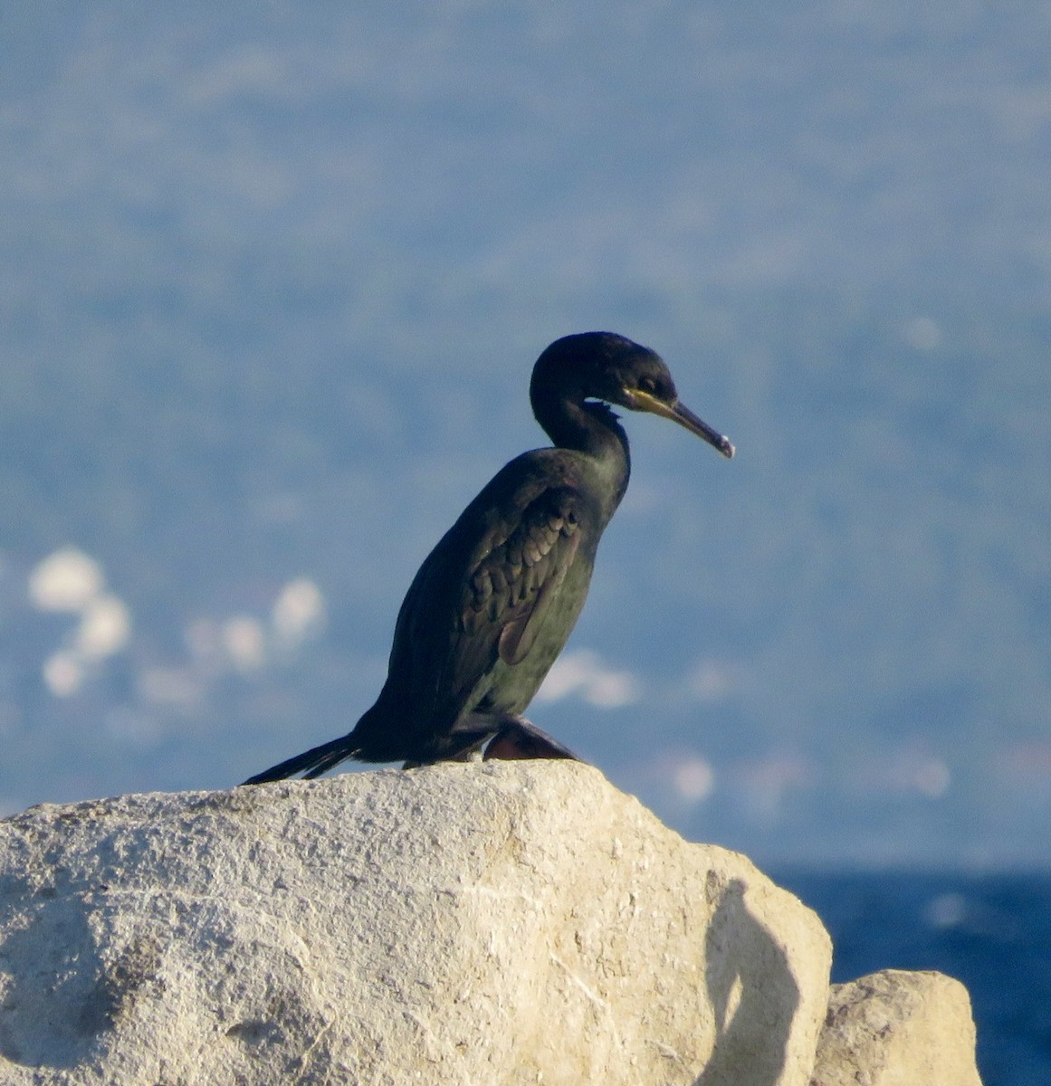 European Shag - ML643548913