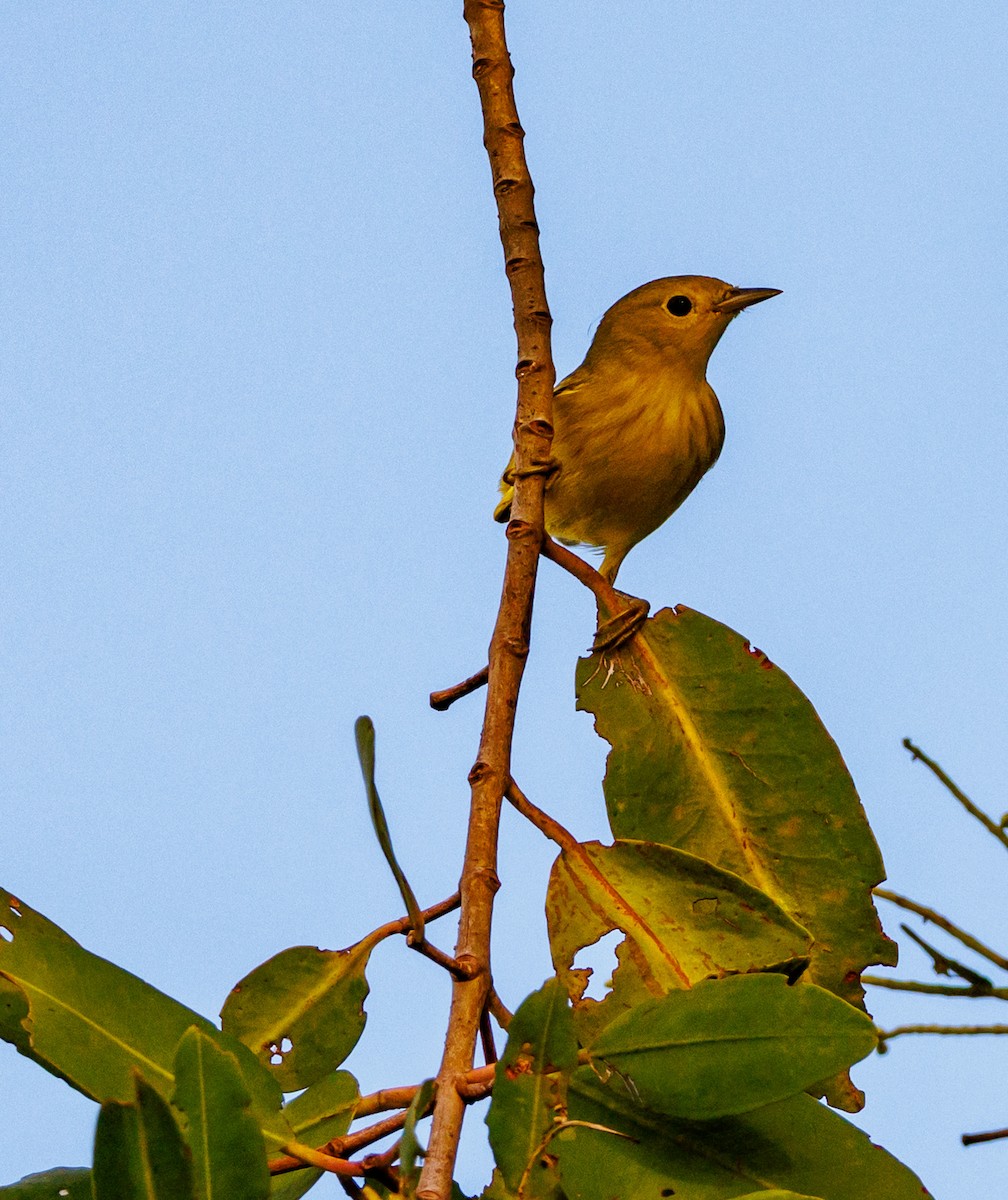 Yellow Warbler - ML643548923