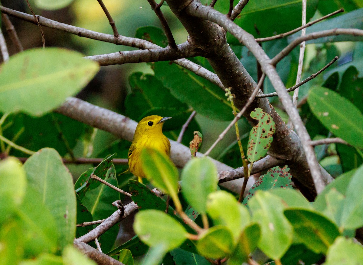 Yellow Warbler - ML643548924