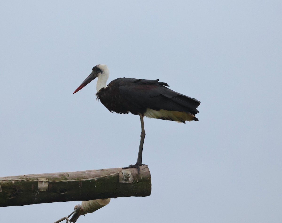 Cigogne à pattes noires - ML643548933