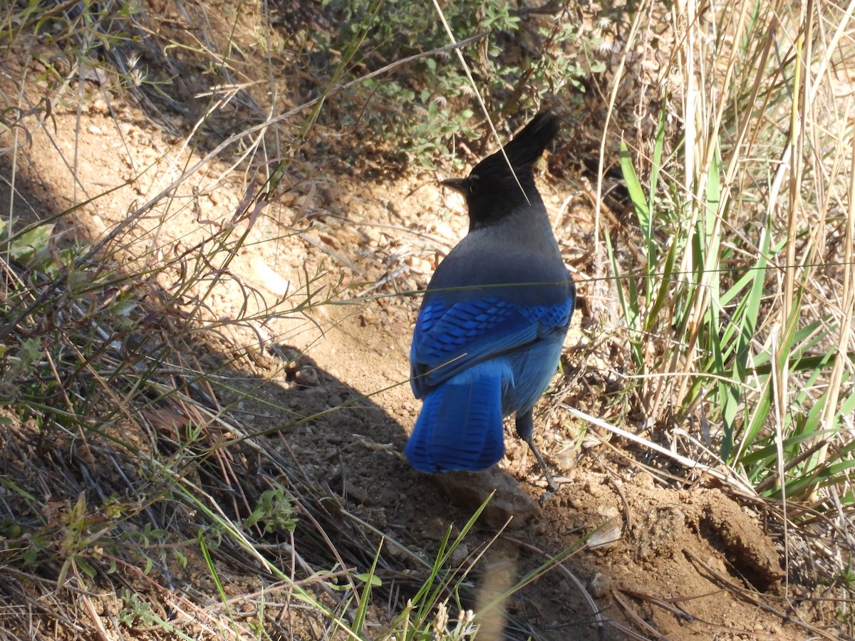 Steller's Jay - ML643548940